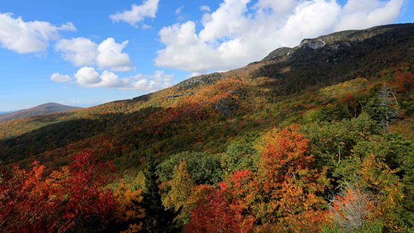 Autumn colors have been a bit late arriving in the North Carolina High Country this year, but the foliage show is beginning to get dramatic. This photograph taken Monday from the Blue Ridge Parkway shows that peak color is probably just a few more days away on the southern slopes of Grandfather Mountain. To see more fall color photos, visit Grandfather Mountain's 2016 Fall Color Gallery at www.grandfather.com. Photo by Jim Morton | Grandfather Mountain Stewardship Foundation