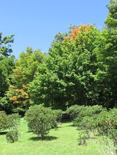 On Aug. 26, Grandfather Mountain posted this photo on its Facebook page with the caption: I spy something orange in MacRae Meadows! #fallcolor