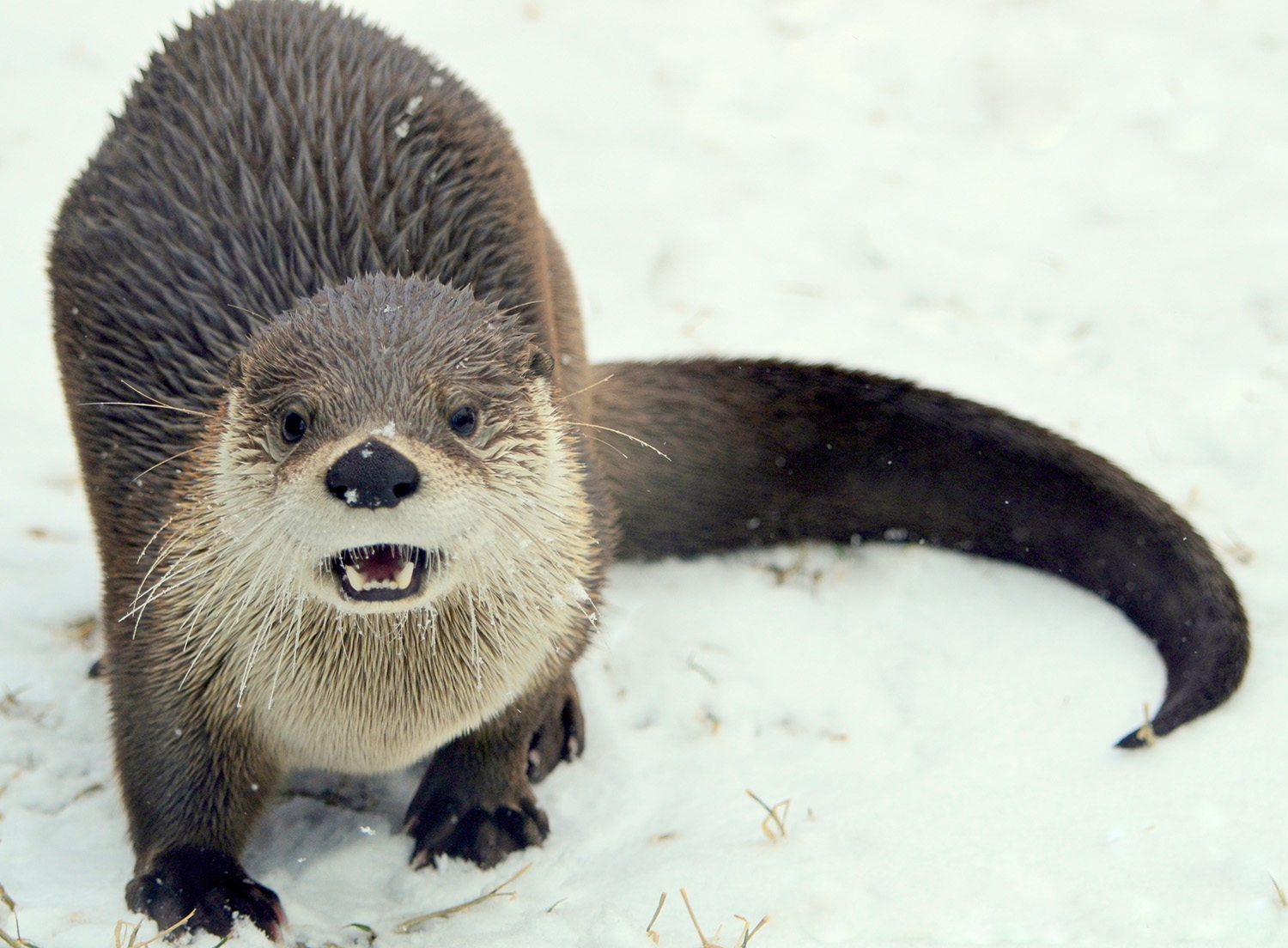 113016_GFM_snow_otter_VD.jpg https://www.hcpress.com/?p=39556