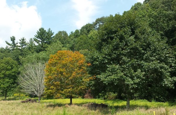 This tree along the Greenway Trail in Boone showed some color earlier than most. Photo by Jesse Wood
