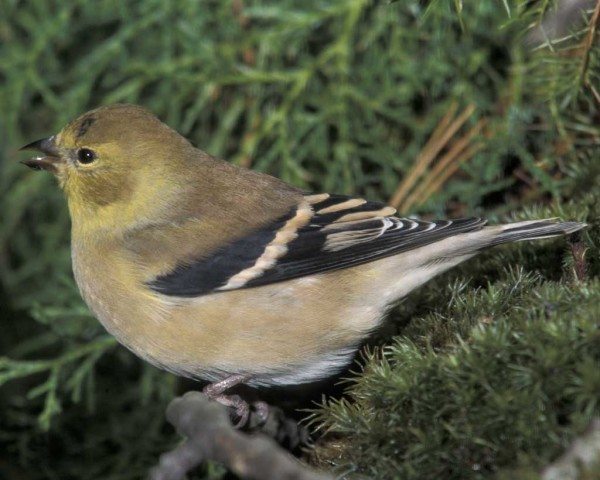 BIRD COUNT: American Goldfinch. Gerard Bailey/VIREO, Audubon.org.