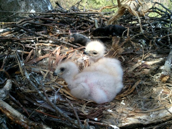 Baby Red-Tailed Hawks that Blue Ridge Electric vegetation management workers saved. Behind the birds in the nest are what's believed to be remains of food from mother bird.