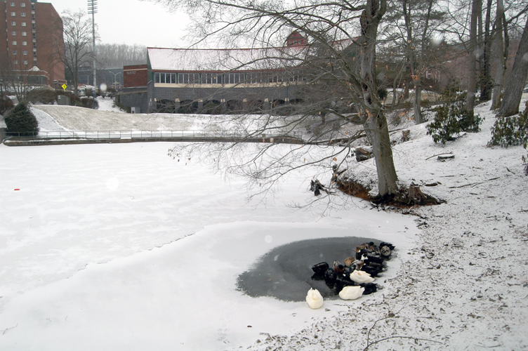 Ducks huddle together in the frigid water of the Duck Pond.