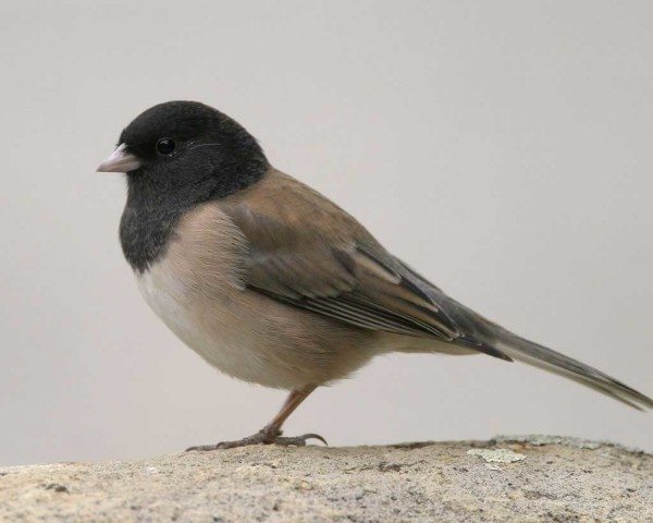 BIRD COUNT: Dark-eyed Junco. Bob Steele/VIREO, Audubon.org.