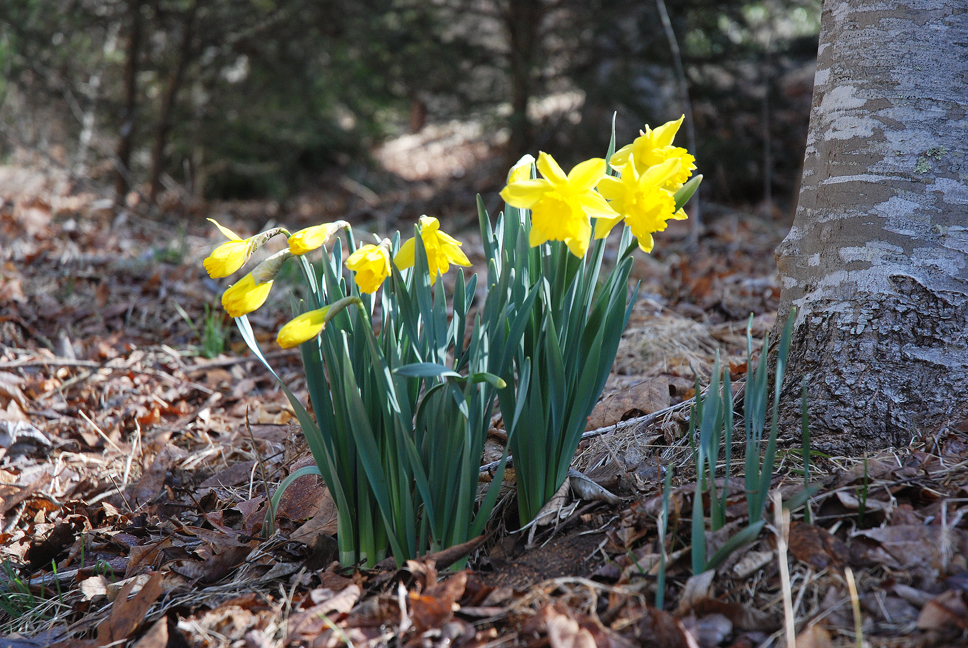 Healthy looking daffodils in Valle Crucis days before spring officially begins | Photo by Ken Ketchie