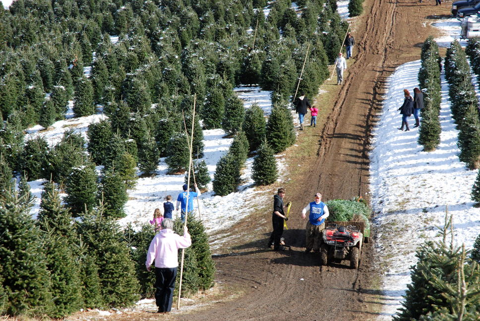 High Country Choose-and-Cut Christmas Tree Farms in the Midst of Busiest Part of the Season This