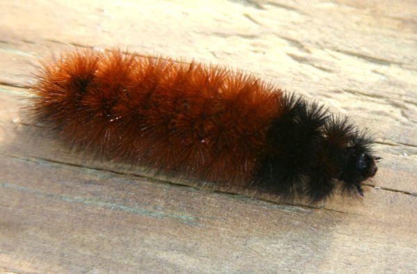 The champion woolly worm in races at Saturday's Woolly Worm Festival in Banner Elk was Hans Solo, who was owned by brothers Reyn and Hickson Beekman of Boone, NC. 