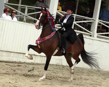 photo courtesy of the Blowing Rock Charity Horse Show Foundation Archives
