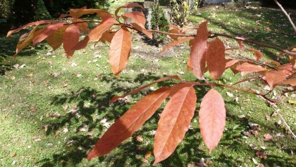 The last of the wine: sourwood leaves light up the yard. Photo by Diane Blanks
