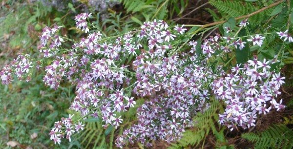 Wild asters