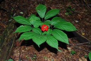 Mature American ginseng plant with berries. Photo by Gary Kauffman/U.S. Forest Service