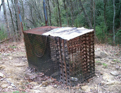 bear bait trap