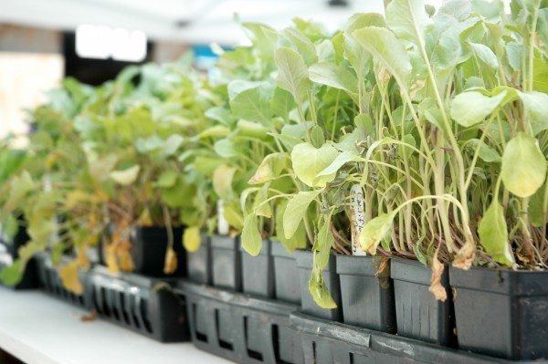 Watauga County Farmers' Market 2015