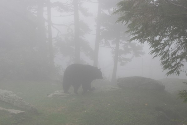 foggybearhab (6)c