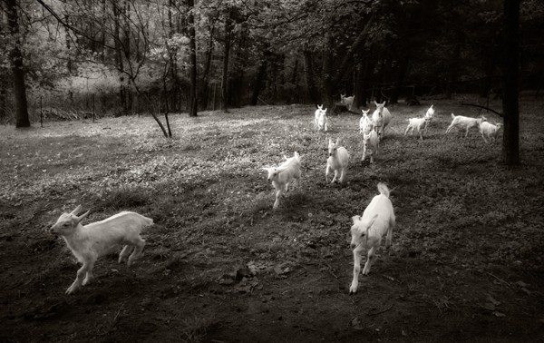 "Gotta Goat" by Frederica Georgia