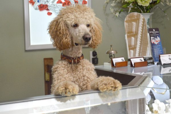 Boone, the Travis family's 1-year-old Standard Poodle, stands at attention, ready to meet the next customer who walks through the door at Old World Galleries. Photo by Jessica Isaacs.