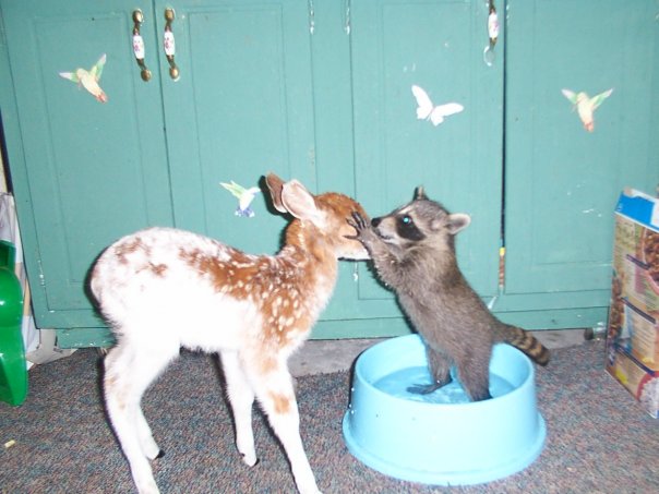 A raccoon and fawn give each other "kisses" at Genesis more than three years ago.