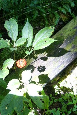 Help ensure that ramps, ginseng and other forest products are available for the next generation of forest visitors by leaving plants behind.