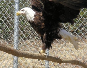 Griffin is the name given to Grandfather Mountain's new male bald eagle.  Griffin came to Grandfather Mountain from a raptor center in Nebraska and is missing his right eye and suffers from neurological damage. Photo by Landis Taylor