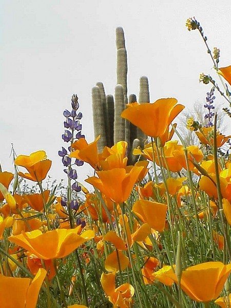 poppy&saguaro (1)