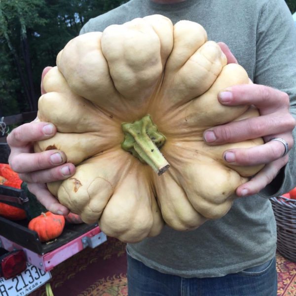 pumpkin