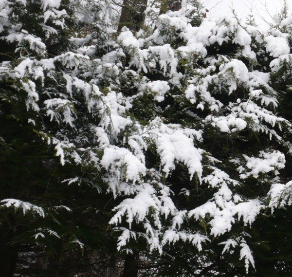 "Of Winter Blues and Cats." Snow Hemlock. Photo by Diane Blanks.