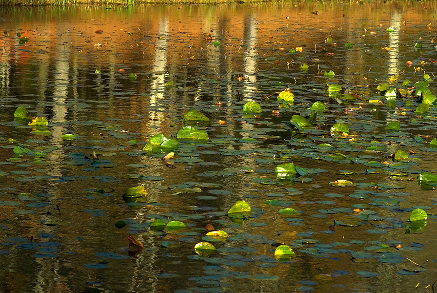 willis_bass_lake_reflection