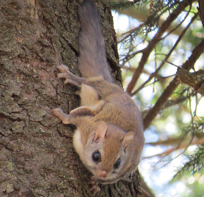 It's a Bird, It's Plane, It's a Carolina Northern Flying Squirrel on